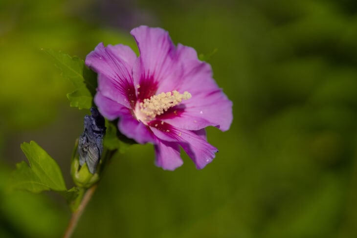Rose of Sharon - Hibiscus syriacus