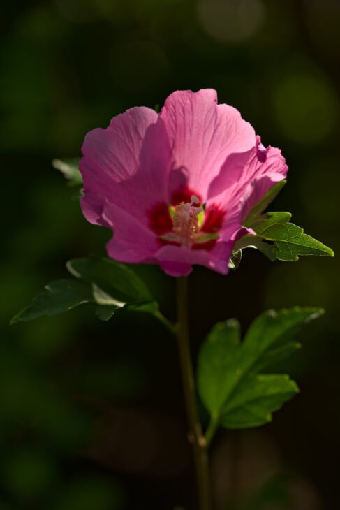 Rose of Sharon - Hibiscus syriacus