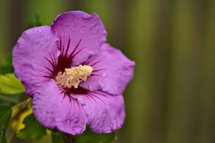 Rose of Sharon - Hibiscus syriacus