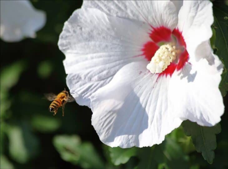 Rose of Sharon - Hibiscus syriacus