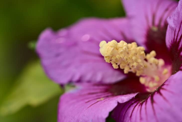 Rose of Sharon - Hibiscus syriacus