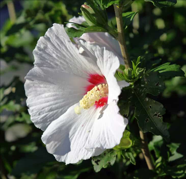 Rose of Sharon - Hibiscus syriacus