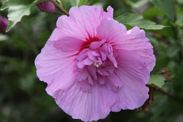 Rose of Sharon - Hibiscus syriacus