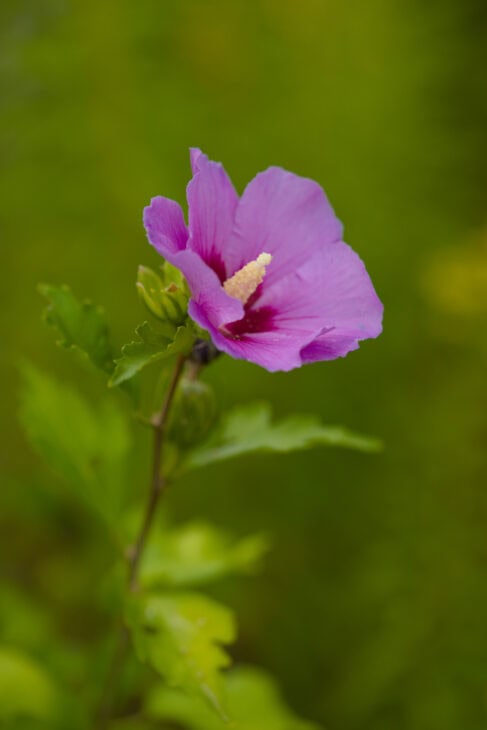 Rose of Sharon - Hibiscus syriacus