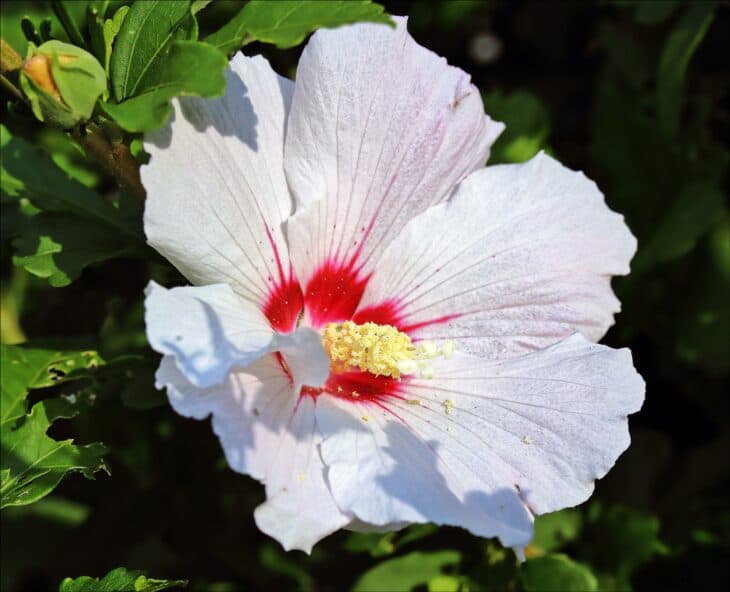 Rose of Sharon - Hibiscus syriacus