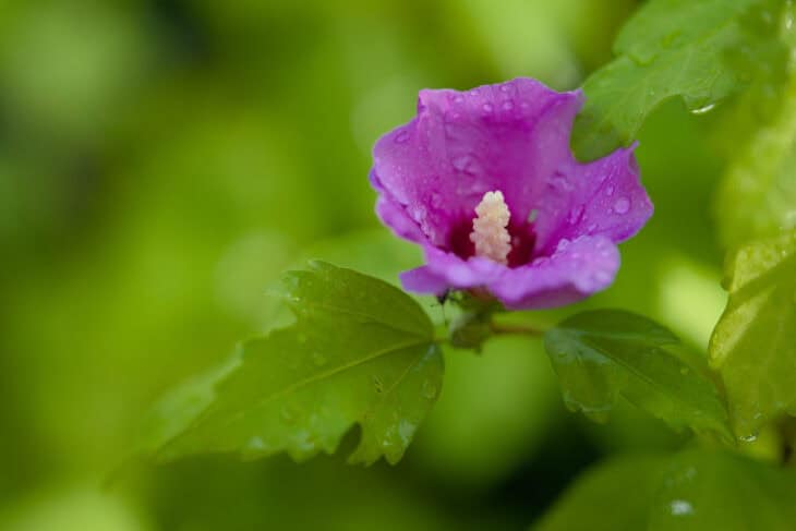 Rose of Sharon - Hibiscus syriacus