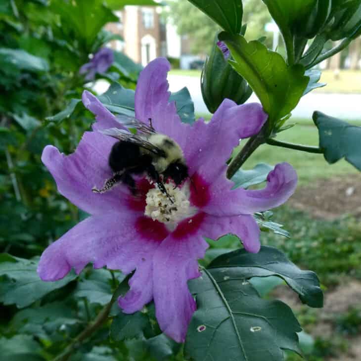 Rose of Sharon - Hibiscus syriacus
