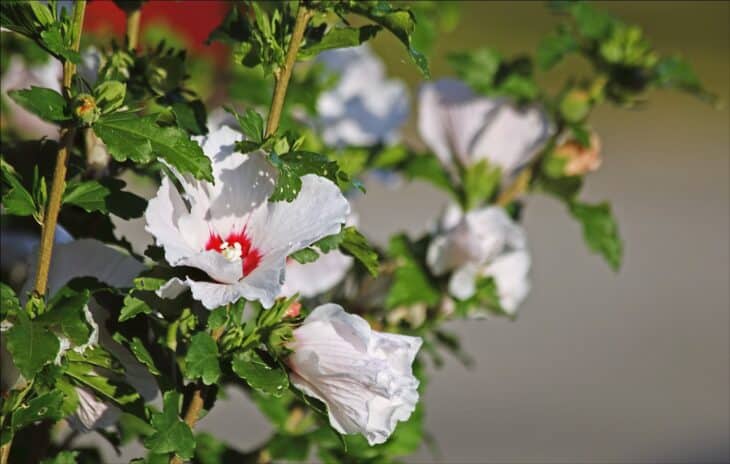 Rose of Sharon - Hibiscus syriacus