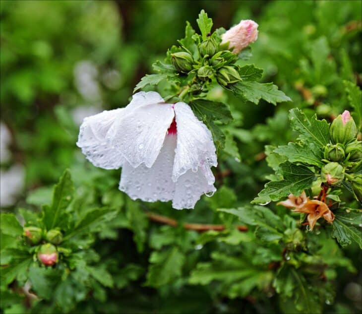 Rose of Sharon - Hibiscus syriacus