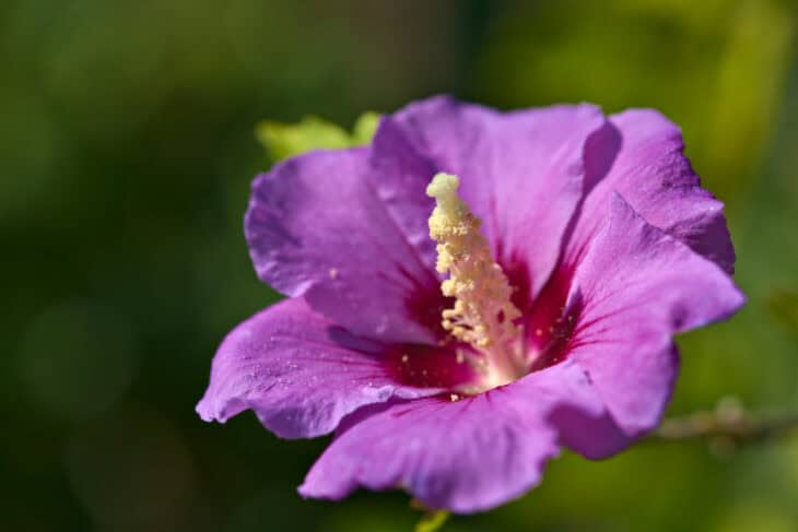 Rose of Sharon - Hibiscus syriacus