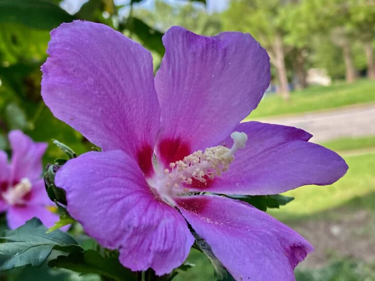 Rose of Sharon - Hibiscus syriacus