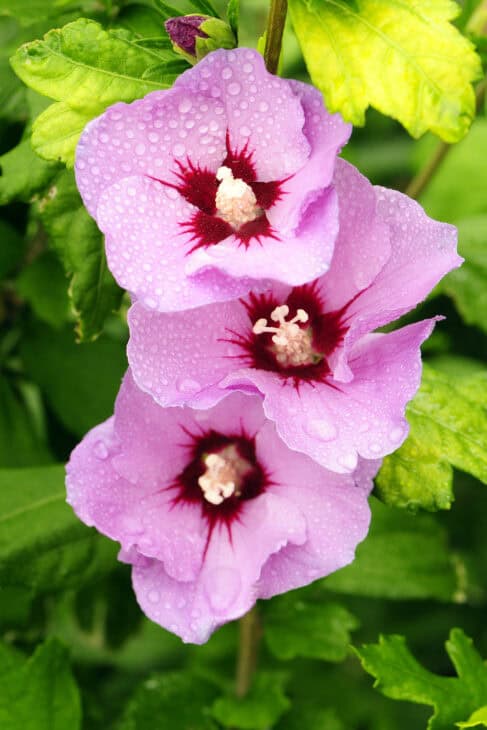Rose of Sharon - Hibiscus syriacus