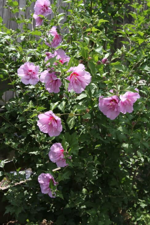 Rose of Sharon - Hibiscus syriacus