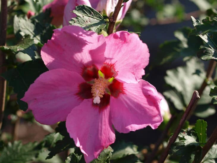 Rose of Sharon - Hibiscus syriacus