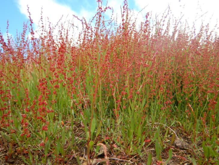 Rumex acetosella - sheep sorrel