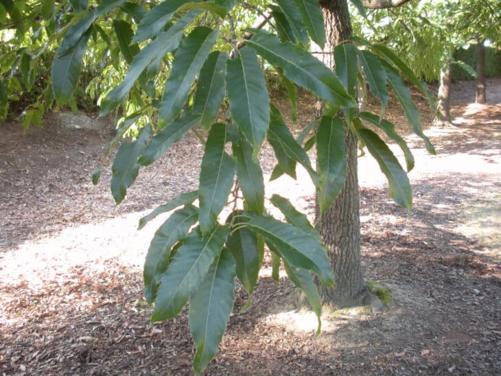 Sawtooth Oak - Quercus acutissima