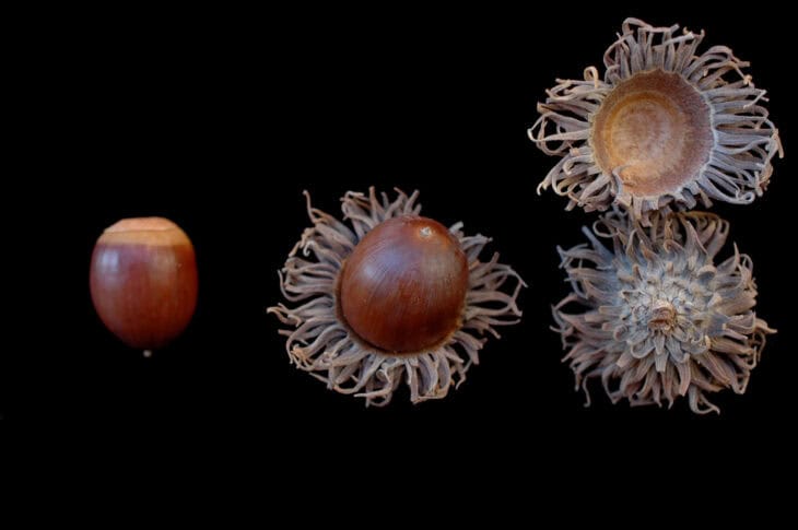 Sawtooth Oak - Quercus acutissima