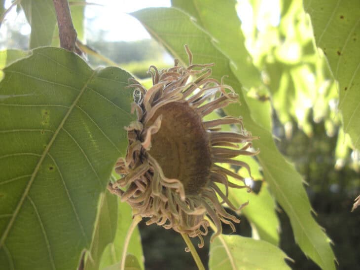 Sawtooth Oak - Quercus acutissima