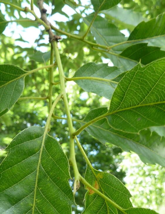Sawtooth Oak - Quercus acutissima