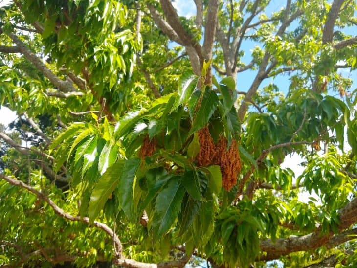 Sawtooth Oak - Quercus acutissima