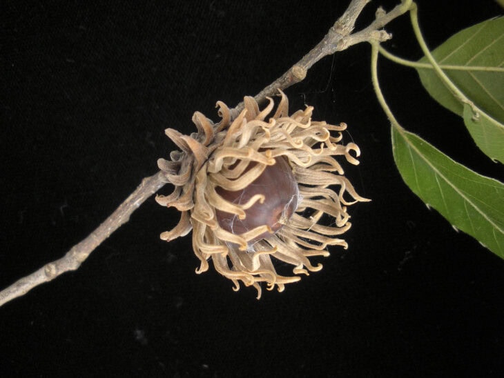 Sawtooth Oak - Quercus acutissima
