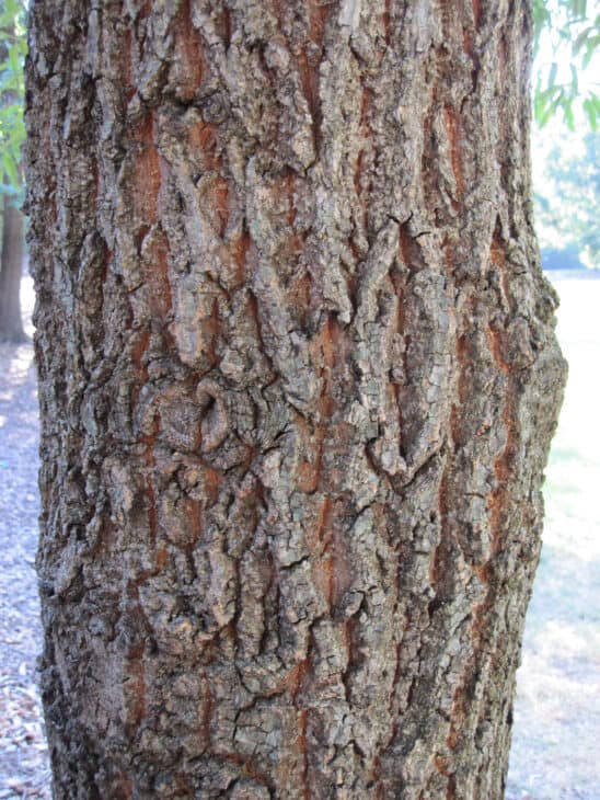 Sawtooth Oak - Quercus acutissima