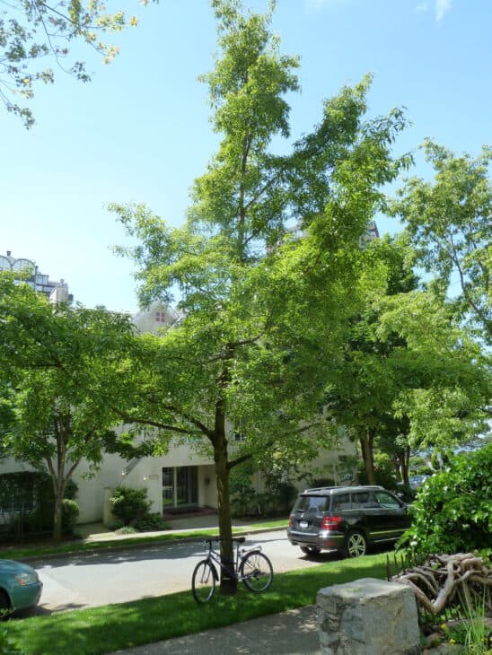 Sawtooth Oak - Quercus acutissima