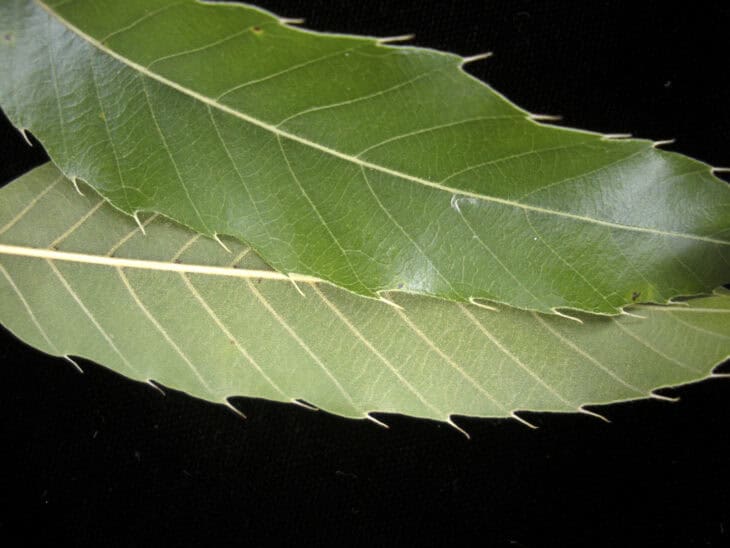 Sawtooth Oak - Quercus acutissima