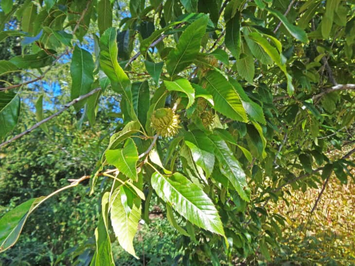 Sawtooth Oak - Quercus acutissima