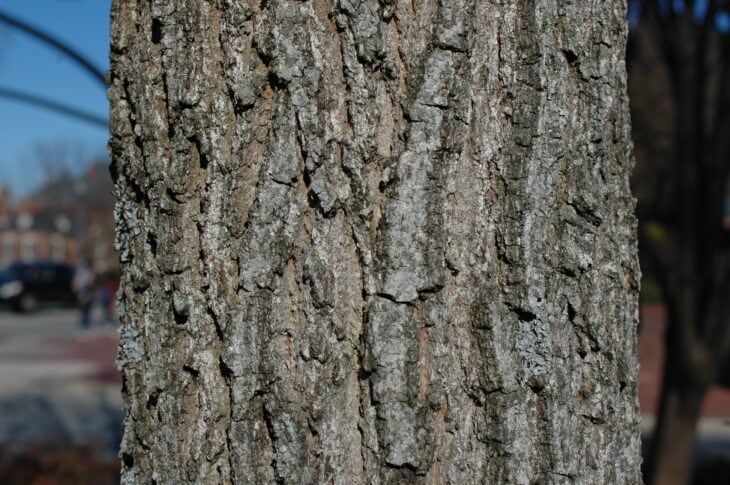 Sawtooth Oak - Quercus acutissima