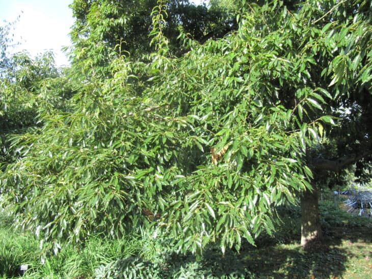 Sawtooth Oak - Quercus acutissima