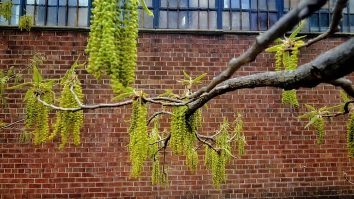 Sawtooth Oak - Quercus acutissima