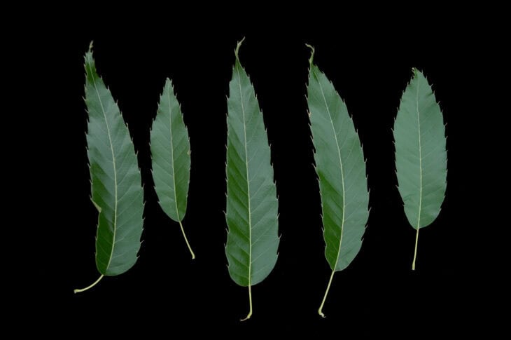 Sawtooth Oak - Quercus acutissima