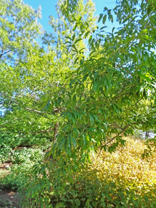 Sawtooth Oak - Quercus acutissima
