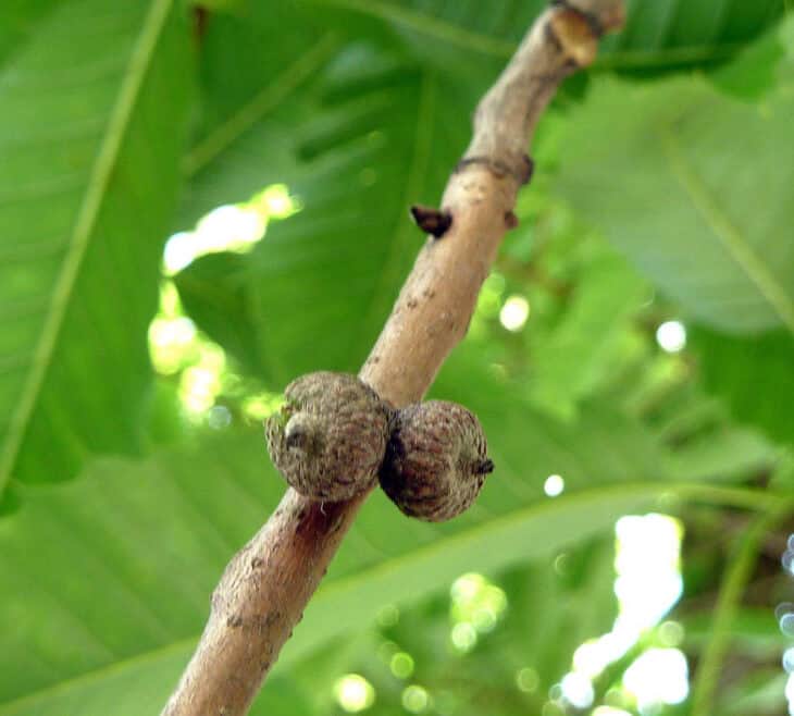 Sawtooth Oak - Quercus acutissima