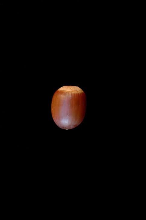 Sawtooth Oak - Quercus acutissima