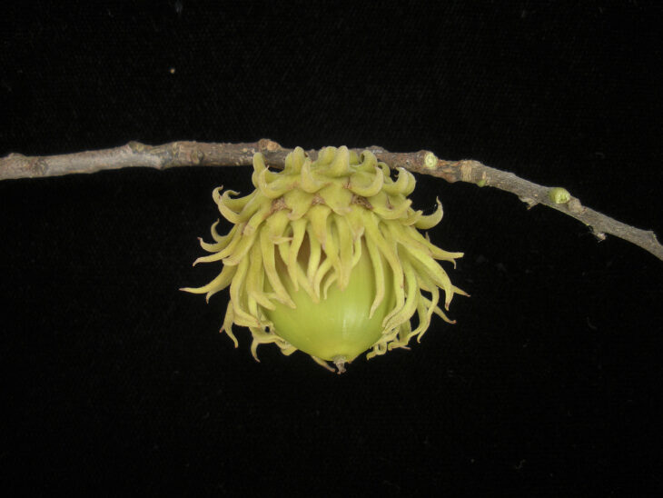 Sawtooth Oak - Quercus acutissima