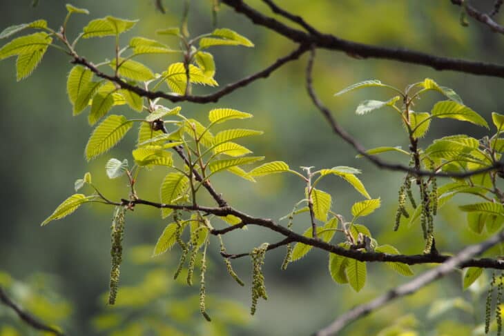 Sawtooth Oak - Quercus acutissima