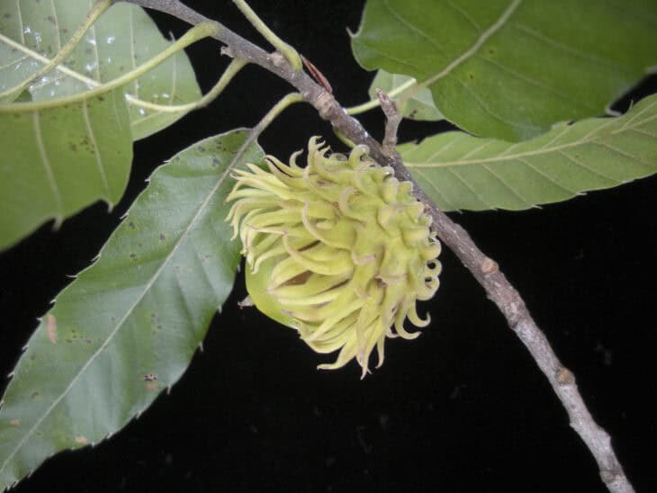Sawtooth Oak - Quercus acutissima