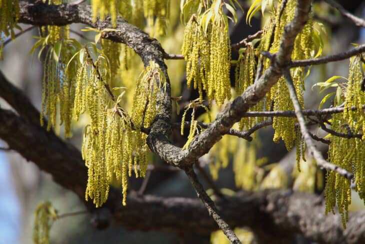 Sawtooth Oak - Quercus acutissima