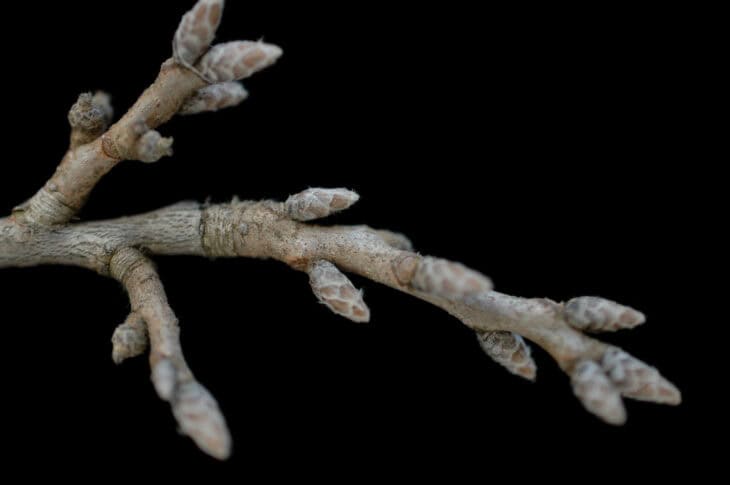 Sawtooth Oak - Quercus acutissima