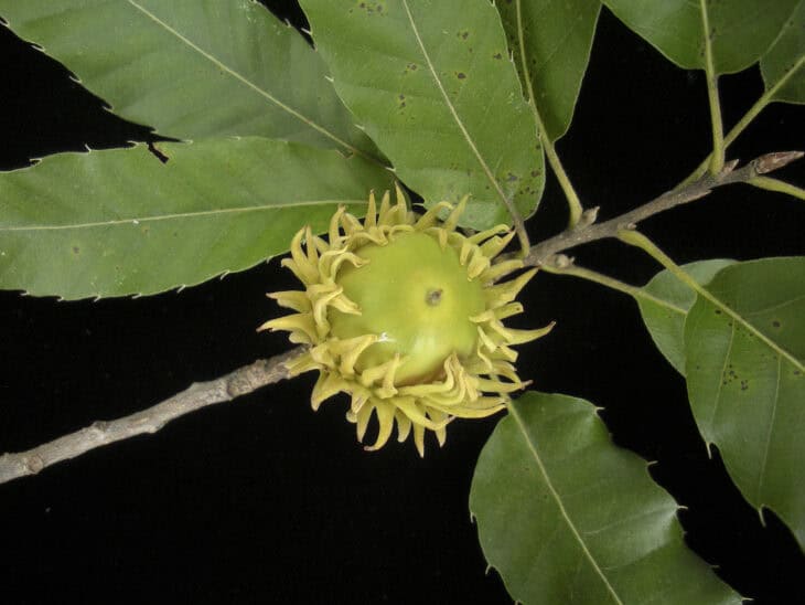 Sawtooth Oak - Quercus acutissima