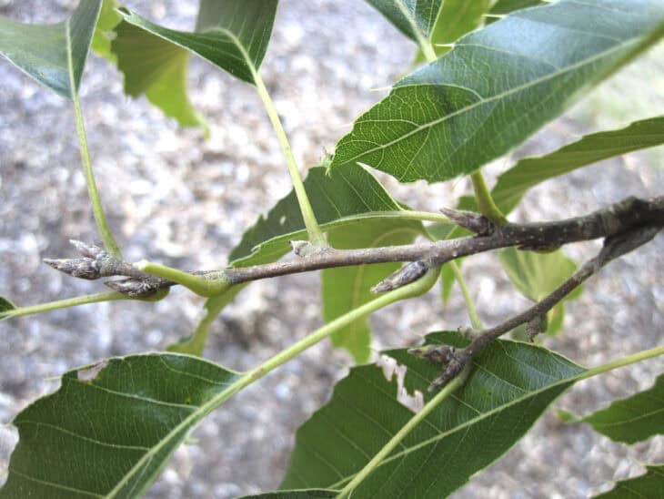 Sawtooth Oak - Quercus acutissima