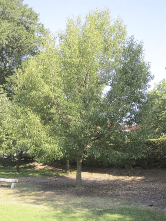 Sawtooth Oak - Quercus acutissima