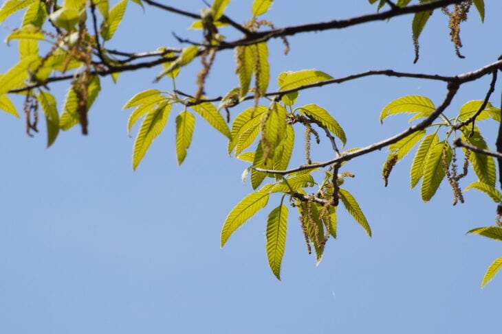 Sawtooth Oak - Quercus acutissima