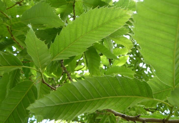 Sawtooth Oak - Quercus acutissima