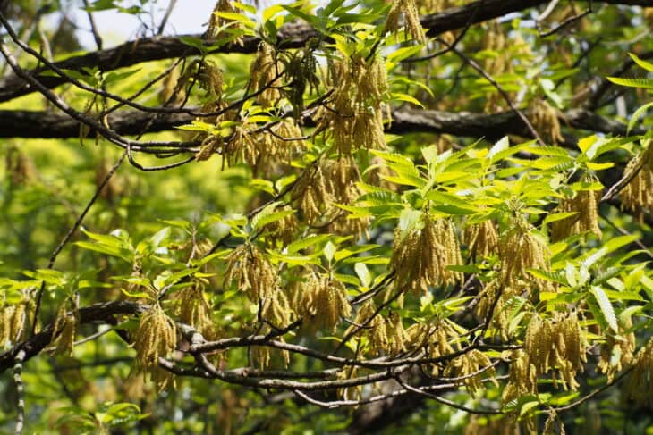 Sawtooth Oak - Quercus acutissima