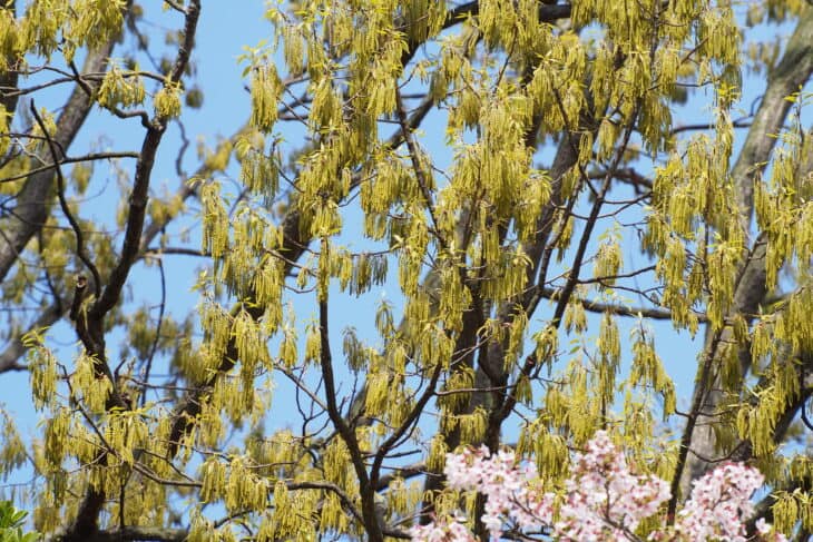 Sawtooth Oak - Quercus acutissima