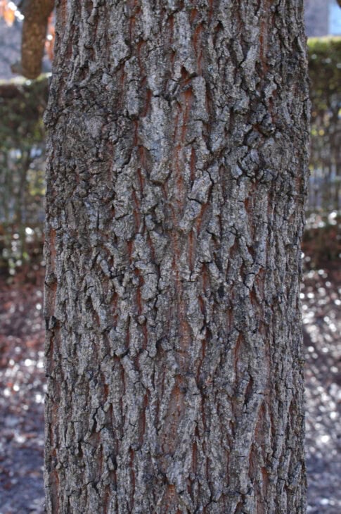 Sawtooth Oak - Quercus acutissima