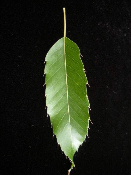 Sawtooth Oak - Quercus acutissima
